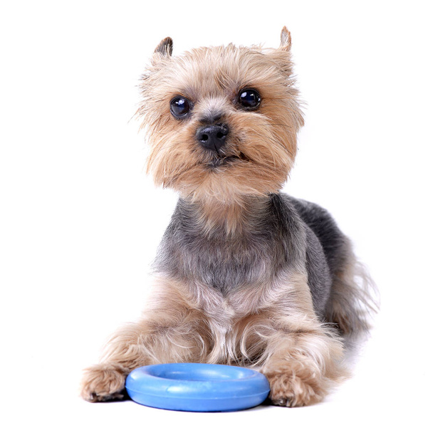 A cute Yorkshire Terrier with a blue rubber ring - studio shot, isolated on white. - Фото, зображення