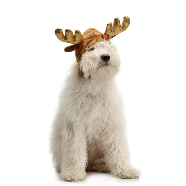 Studio shot of a cute Tibetan Terrier puppy with reindeer cap, isolated on white. - Фото, изображение