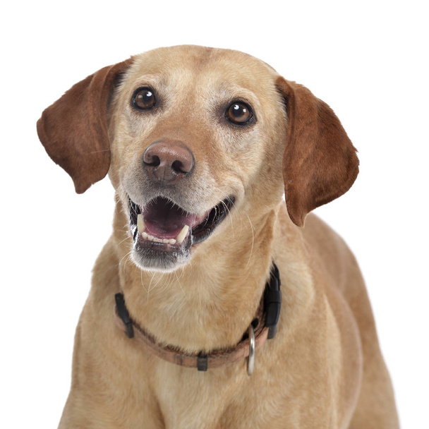 Портрет очаровательной смешанной породы собаки - изолированы на белом фоне
. - Фото, изображение