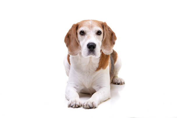 Studio girato di un adorabile Beagle sdraiato su sfondo bianco
. - Foto, immagini