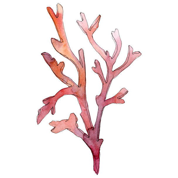 赤の水生生物の水中の自然サンゴ礁。水彩画背景イラスト セット。孤立したサンゴの図要素. - 写真・画像