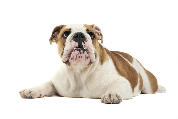 Bulldog Inglés acostado y dolor en el piso del estudio blanco
 - Foto, Imagen