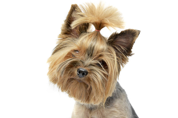 Portrait of an adorable Yorkshire Terrier, studio shot, isolated on white - Фото, зображення