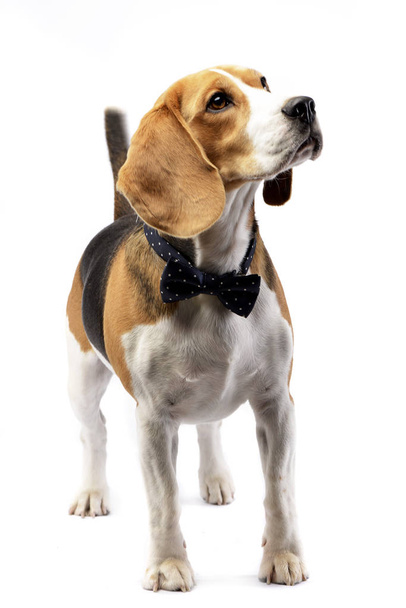 Studio shot of an adorable Beagle standing on white background. - Foto, Imagem