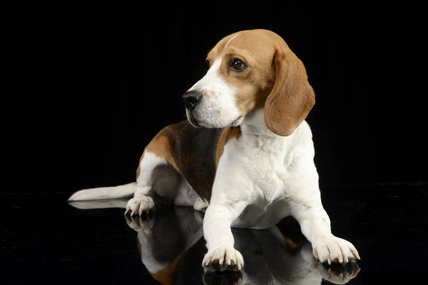 Studio shot of an adorable Beagle lying on black background. - Foto, Imagem