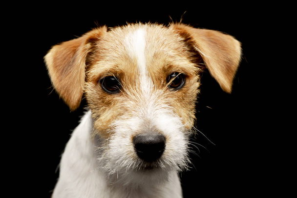 Ritratto di un adorabile Jack Russell Terrier - ripresa in studio, isolato su nero
. - Foto, immagini