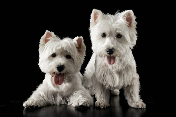 Two West Highlander Terrier in the dark studio - Foto, Imagem