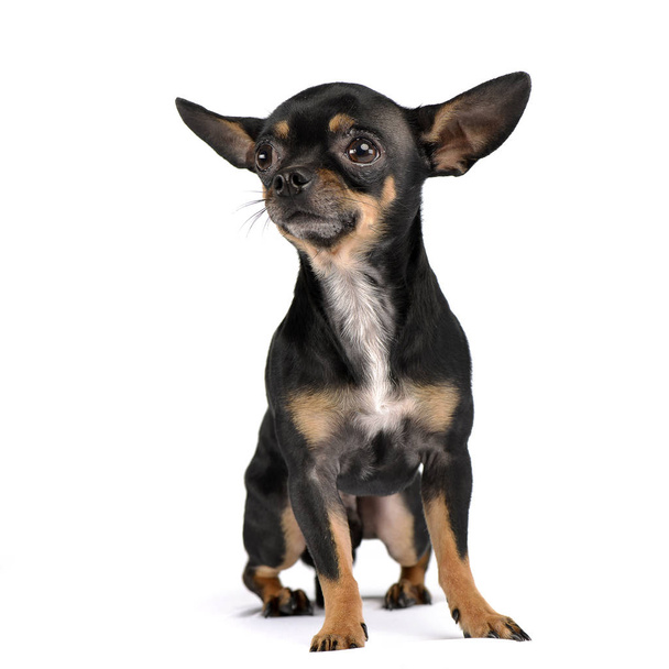 Studio shot of an adorable short haired Chihuahua sitting on white background. - Photo, image