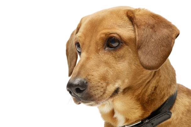 Πορτρέτο του ένα αξιολάτρευτο ημίαιμο σκυλί, studio που γυρίστηκε, απομονώνονται σε λευκό. - Φωτογραφία, εικόνα