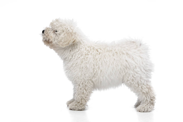Studio shot of a cute Puli dog lying on standing on white background. - Фото, зображення