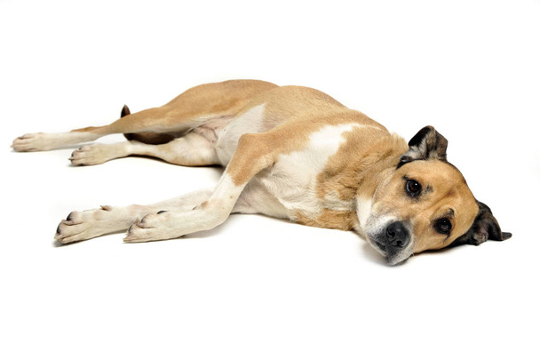 Mixed breed dog lying and looking in a white background - Photo, image