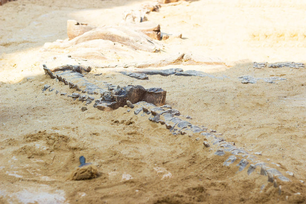 Excavación de simuladores fósiles de dinosaurios en arena para la educación y el aprendizaje en el parque al aire libre
 - Foto, Imagen