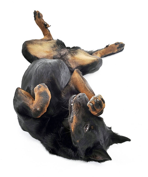 Beauceron lies supine in a white background studio
 - Фото, изображение