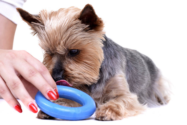 A cute Yorkshire Terrier with a blue rubber ring - studio shot, isolated on white. - Foto, Imagen
