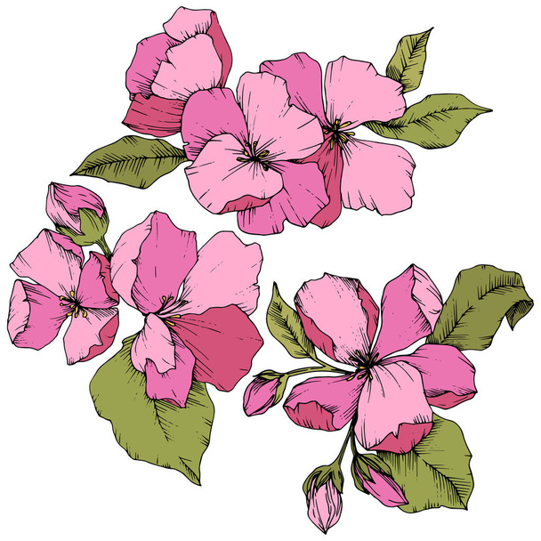 Διάνυσμα Apple blossom floral βοτανικό λουλούδι. Ροζ και πράσινο χαραγμένο μελάνι τέχνης. Απομονωμένη λουλούδια εικονογράφηση στοιχείο. - Διάνυσμα, εικόνα