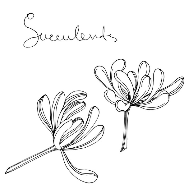 Vettore Succulento fiore botanico floreale. Inchiostro inciso in bianco e nero art. Elemento illustrativo di succulente isolate
. - Vettoriali, immagini