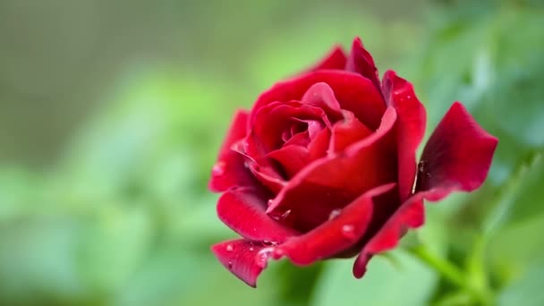 Szép fényes vörös rózsa a harmat csepp eső után a tavaszi vagy nyári kerti - kültéri közelről - Felvétel, videó