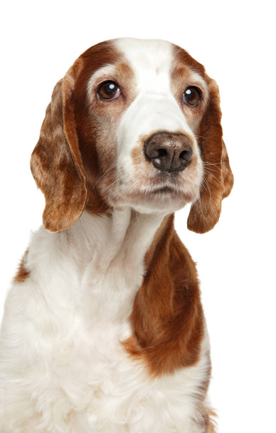 Cão Springer Spaniel adulto galês. Close-up isolado em branco
 - Foto, Imagem