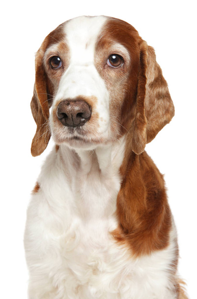 Portrait of an adult Welsh Springer Spaniel on white background. Animal themes - Фото, изображение