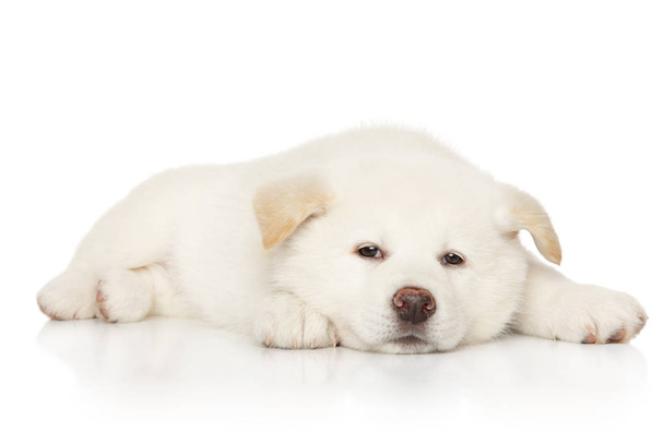 Cachorro japonés de color blanco Akita-inu descansando sobre fondo blanco. Tema Bebé animal
 - Foto, imagen