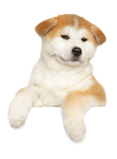 Japanese Akita puppy above banner, isolated on white background. Baby animal theme - Zdjęcie, obraz