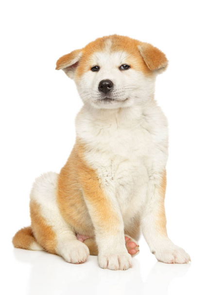 Japanese Akita sits in front of white background. Baby animal theme - Foto, immagini