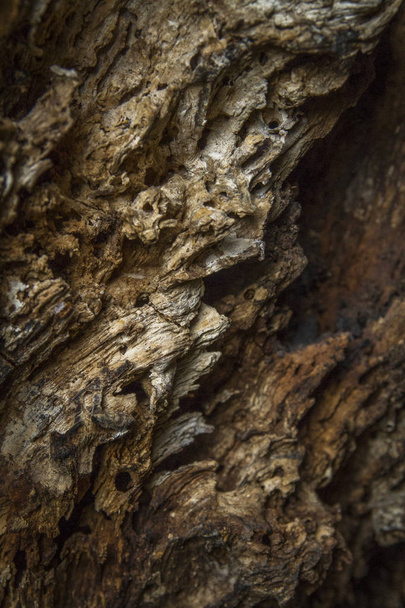 Bois endommagé créé par les termites
 - Photo, image