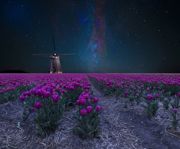 Night field of tulips and windmill. Landscape with stars and flowers. Traditional Holland view - Zdjęcie, obraz
