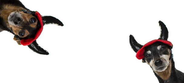 Banner van twee grappige Pinscher hond het dragen van kwaad hoorns voor carnaval of Halloween Party. Geïsoleerd tegen de witte achtergrond - Foto, afbeelding