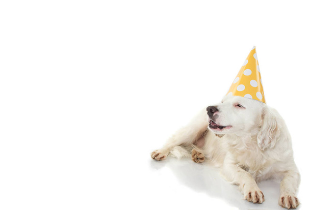 Verjaardag hond Banner. Grappige Terriër pup draagt een geel Polka Dot partij hoed. Geïsoleerd tegen de witte achtergrond. - Foto, afbeelding