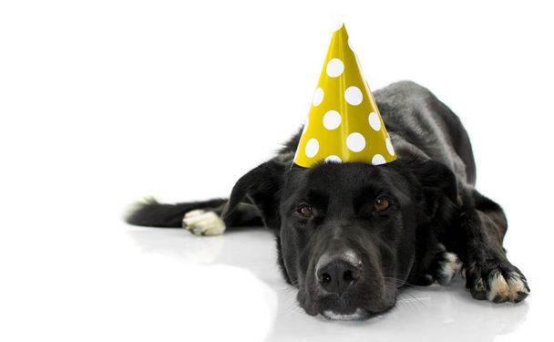 BLACK DOG CELEBRATING A BIRTHDAY PARTY. BORED PUPPY LYING DOWN WEARING A GREEN OR YELLOW POLKA DOT HAT. ISOLATED AGAINST WHITE BACKGROUND. - 写真・画像