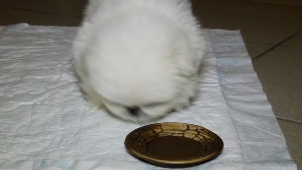 Портрет щенка китайской собаки породы белого пекинеса, который играет с пустой тарелкой и лижет её. Крупный план
. - Кадры, видео