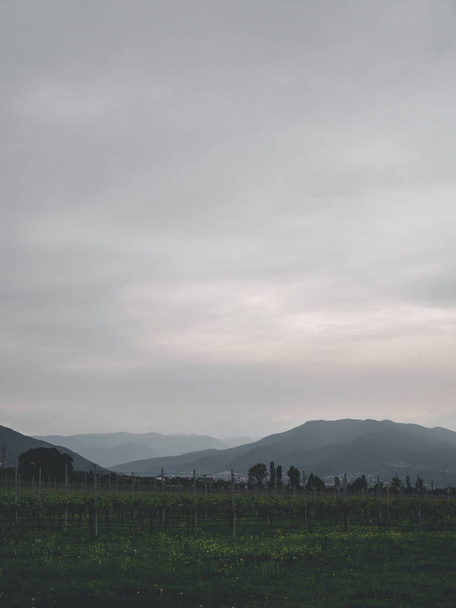 Georgian viticulture, landscape on cloudy day, Kakheti - Φωτογραφία, εικόνα