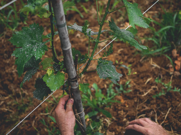 Winemaker yeşil üzüm yaprakları ile üzüm bakımı. Imereti, Gürcistan - Fotoğraf, Görsel