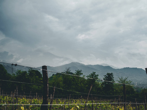 Beautiful organic vineyards in Georgia (Guria) on a cloudy weather - Fotografie, Obrázek