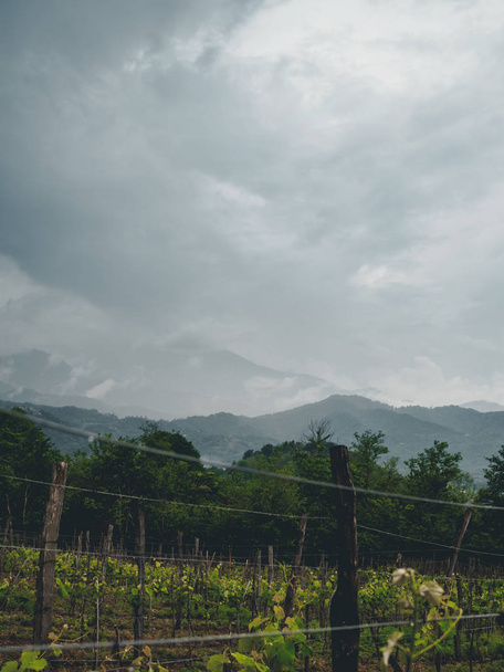 Beautiful organic vineyards in Georgia (Guria) on a cloudy weather - Foto, Imagem