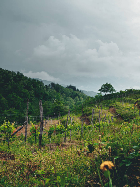 Beautiful organic vineyards in Georgia (Guria) on a cloudy weather - Photo, image