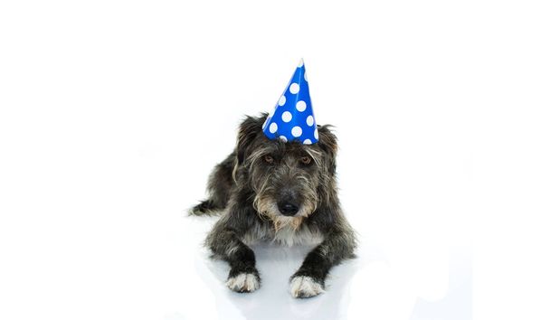 Grappige zwarte hond vieren van een verjaardag of Nieuwjaar met een blauw en wit Polka Dot partij Hat liggen. Geïsoleerd tegen witte achtergrond met kopie ruimte - Foto, afbeelding
