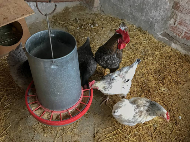  gallinas en una granja en Salamanca, España
 - Foto, imagen
