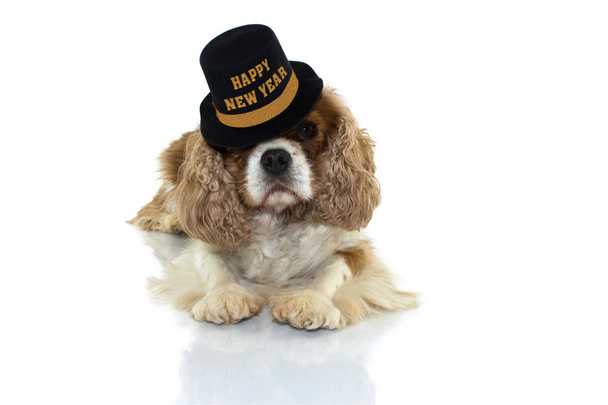 Cavalier Charles Dog viering van Nieuwjaar met een partij zwarte en gouden muts met tekst. Liggend, kijken naar Camera voor witte achtergrond. - Foto, afbeelding