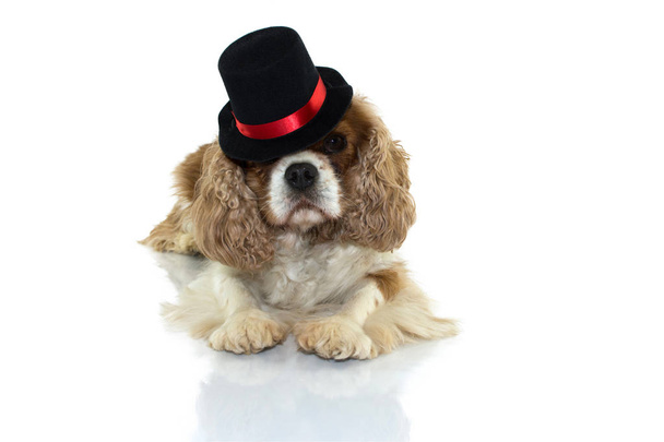 Cavalier hond met een Halloween goochelaar hoed liggen tegen de witte achtergrond. Geïsoleerd met kopie ruimte. - Foto, afbeelding