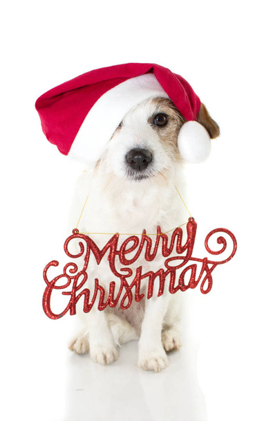 CHRISTMAS DOG PORTRAIT. FUNNY JACK RUSSELL PUPPY WEARING RED SANTA CLAUS HAT AND A MERRY CHRISTMAS SIGN. LOOKING AT CAMERA MAKING A FACE. ISOLATED SHOT AGAINT WHITE BACKGROUND. - Zdjęcie, obraz