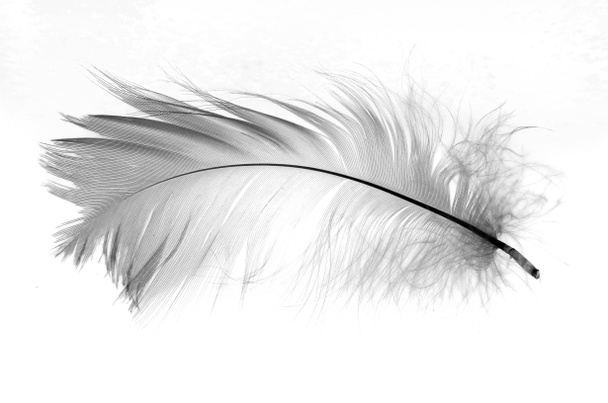 Pluma blanca aislada sobre fondo blanco
 - Foto, Imagen