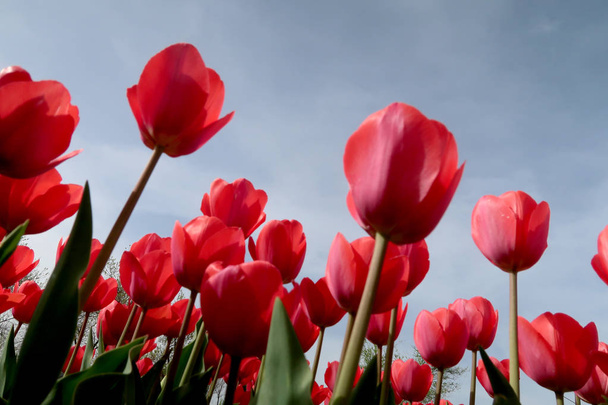 Kwiatów tulipany tle nieba, widok z dołu - Zdjęcie, obraz
