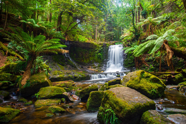 ホバート、タスマニア、オーストラリアに近いマウント フィールド国立公園の熱帯雨林 - 写真・画像