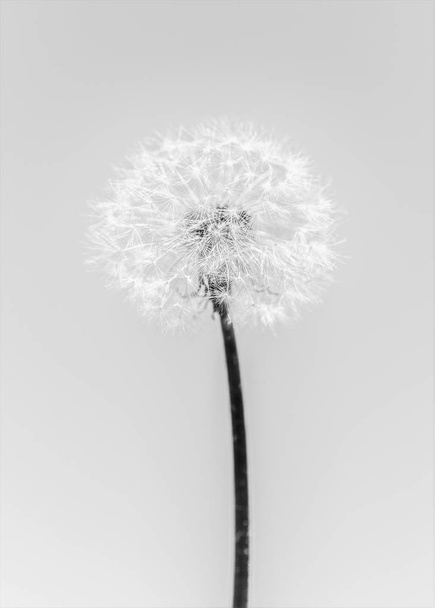 кульбаба чорно-білий фон
 - Фото, зображення