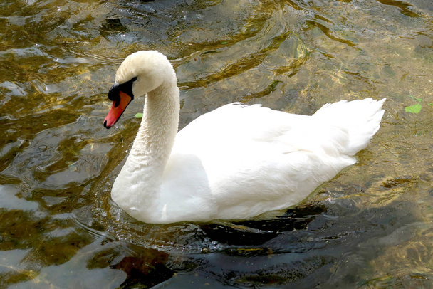 White swan is cleaned in water - Photo, Image