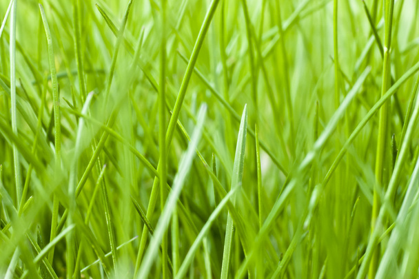 Texture herbe printemps
 - Photo, image