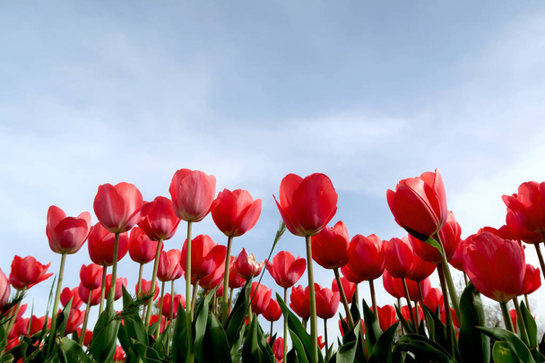 Kwiatów tulipany tle nieba, widok z dołu - Zdjęcie, obraz