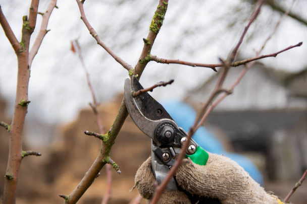Jardinero mano en guante recortar las ramas con tijeras de jardín, cuidar adecuadamente los árboles trabajos de primavera en el jardín
 - Foto, Imagen